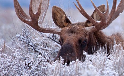Shiras Bull Moose by Chase Dekker